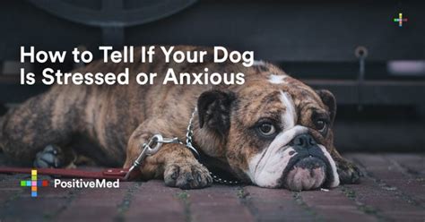 How To Tell If Your Dog Is Stressed Or Anxious Positivemed