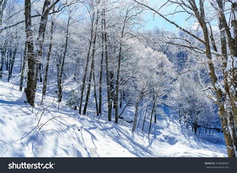Snow Hike Bearwallow Mountain Appalachian Mountains North