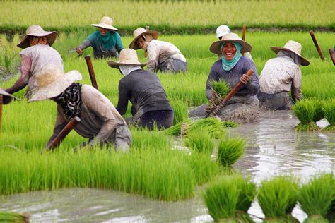 The Rice Harvest In Nueva Vizcaya Philippines Rice Farmer Flickr