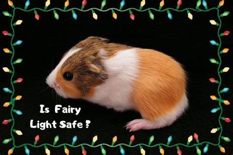 Is Fairy Light Safe For Guinea Pigs Hazards To Look For And Other Safe