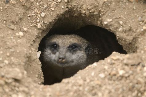 Meerkat In Hole A Meerkat Looking Out From Its Hole In The Ground