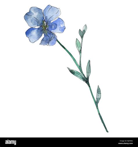 Blue And Purple Flax Floral Botanical Flower Wild Spring Leaf