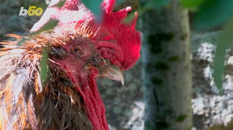 French Rooster Can Keep Crowing As Court Rejects Noise Complaint