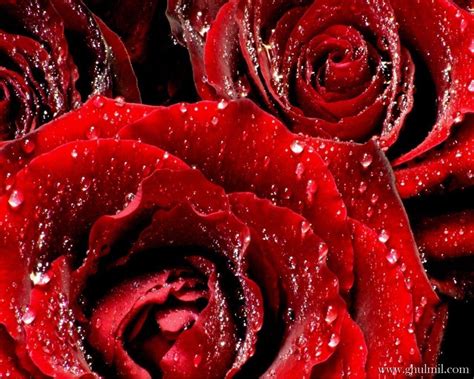 Red Rose Love Wallpapers Wallpaper Cave