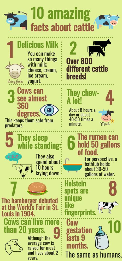 10 Amazing Facts About Cows Cattle And Calves