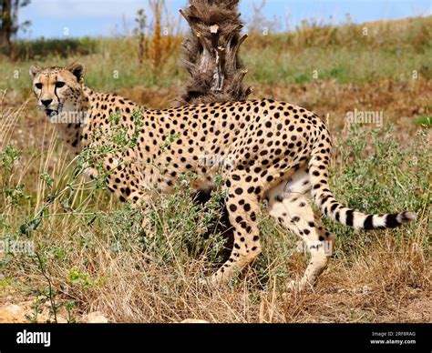 Closeup African Cheetahs Acinonyx Jubatus Standing In Tall Grass And