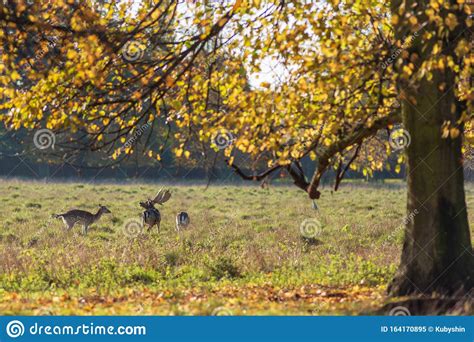 Deer Stag And Females In Autumn Park Stock Image Image Of Outdoor