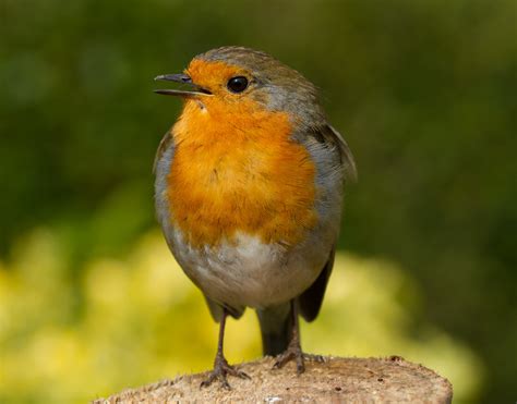 Robin Redbreast Robin Redbreast Singing In The Garden And Flickr