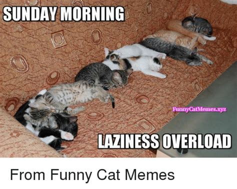 Funny Cat Memes Of 2017 On Sizzle Funny Cats Memes