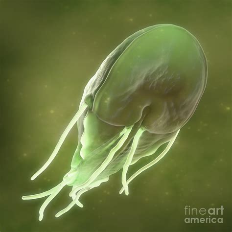Giardia Lamblia Parasite Photograph By Science Picture Co Pixels