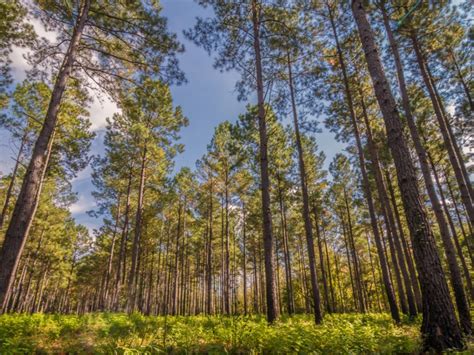 Common Conifers Of The South Growing Coniferous Plants In Southeastern