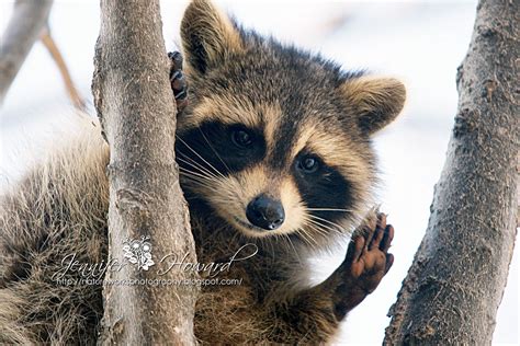 Nature Works Photography Raccoon Up A Tree