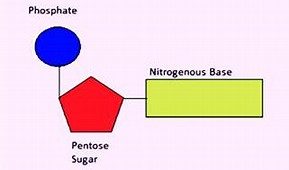 Image result for nucleotide
