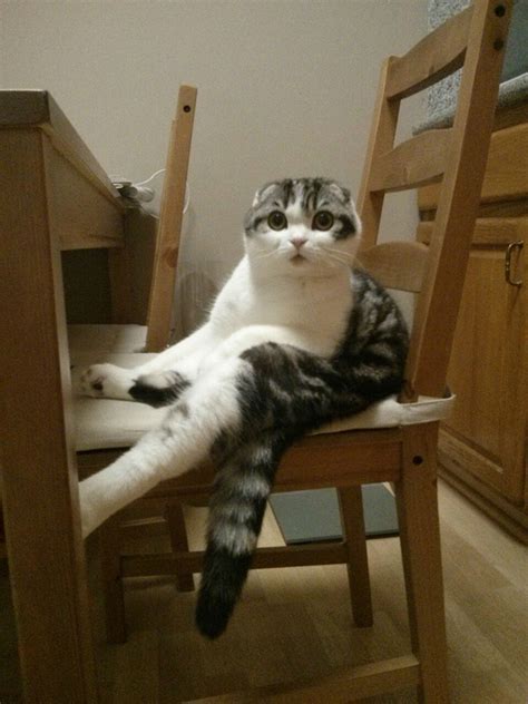 21 Funny Photos Of Cats Sitting Awkwardly The Last One Totally Cracked