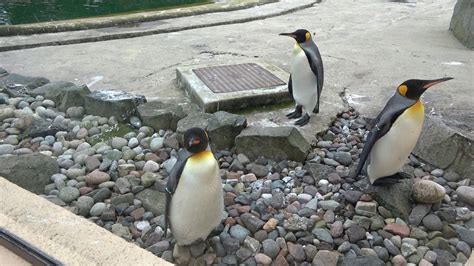 King Penguins Edinburgh Zoo Youtube