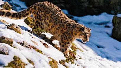 Leopard Snow Animals Leopards Wallpapers Does Animal