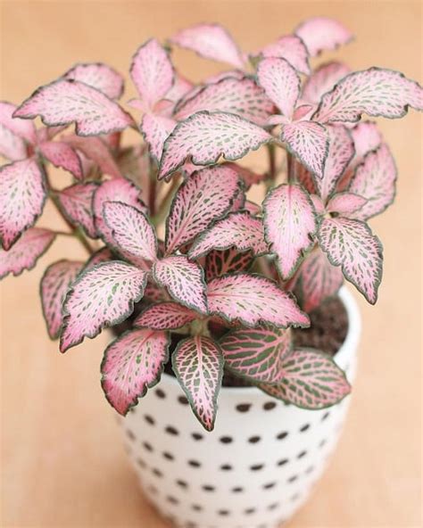 Slender deutzia, also called english dogwood (deutzia gracilis), is a shrub producing flowers that do not need a lot of sunlight. 31 Pretty Pink Houseplants | Best Pink Indoor Plants