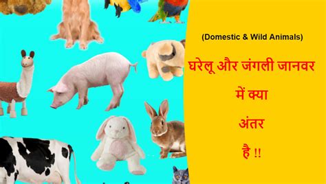 Top 128 Wild And Domestic Animals In Hindi