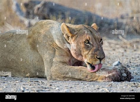 Lioness Panthera Leo Adult Licking Her Paw Etosha National Park