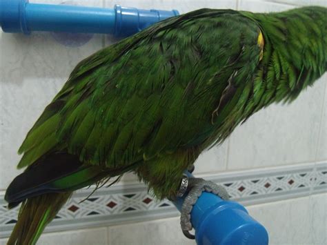 Poleiro Para Papagaio Com Ventosas Para Banheiro - R$ 37,70 em Mercado ...
