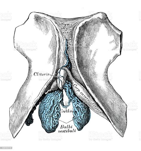 Human Anatomy Scientific Illustrations Clitoris Stock Vector Art And More