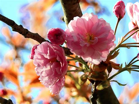 Free Images Tree Nature Branch Flower Petal Bloom Food Spring