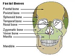 The paired nasal bones are located between the nasofrontal suture cephalically and the upper lateral cartilages caudally. Vomer - Wikipedia
