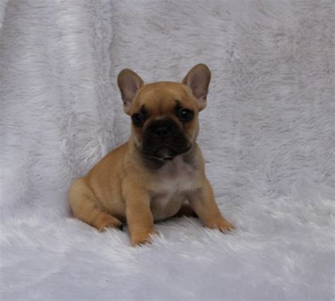 The purpose was to make a smaller, miniature, lap dog with. French Bulldog puppy dog for sale in Columbus, Ohio