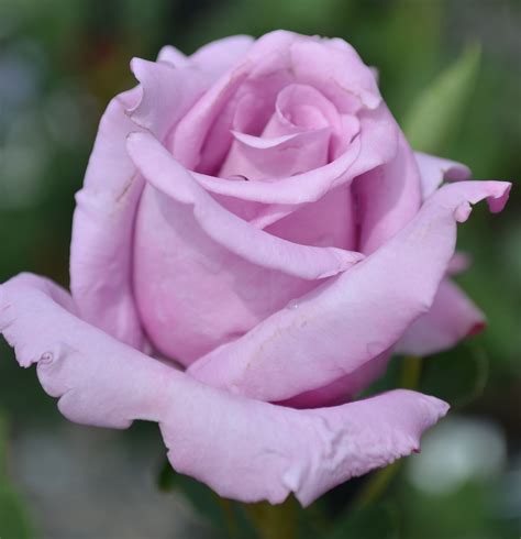 The Blue Girl Rose Has High Pointed Blooms As Well As A Rose And Lilac