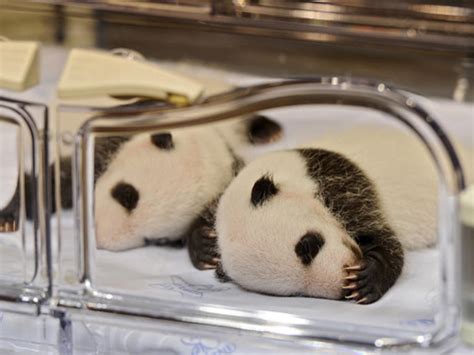 Baby Panda Twins Born In Madrid Zoo Cbs News