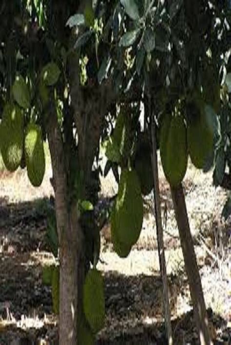 Jack Fruit Plant All Time At Rs 500piece फल का पौधा फलों के पौधे फ्रूट प्लांट फ्रूट