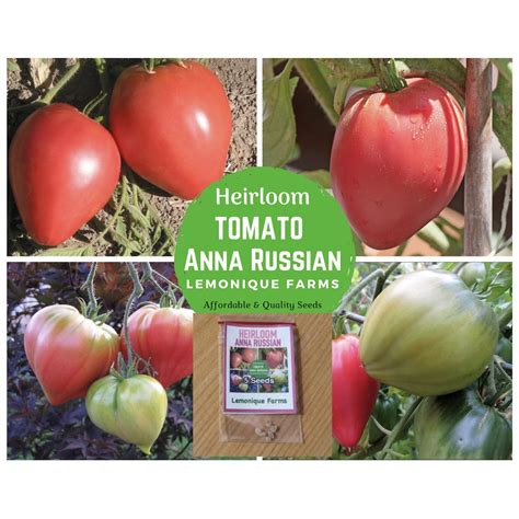 Heirloom Tomato Seeds Anna Russian Tomato Heart Shape Tomato