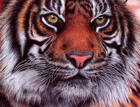 Tiger Ballpoint Pen Drawing Vianaarts Deviant Art Hd Wallpaper Peakpx