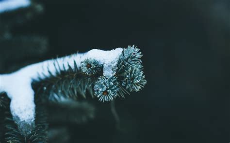 Winter Macro Photography Wallpapers Wallpaper Cave