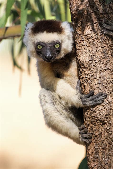 Madagascar, Berenty Reserve Photograph by Ellen Goff