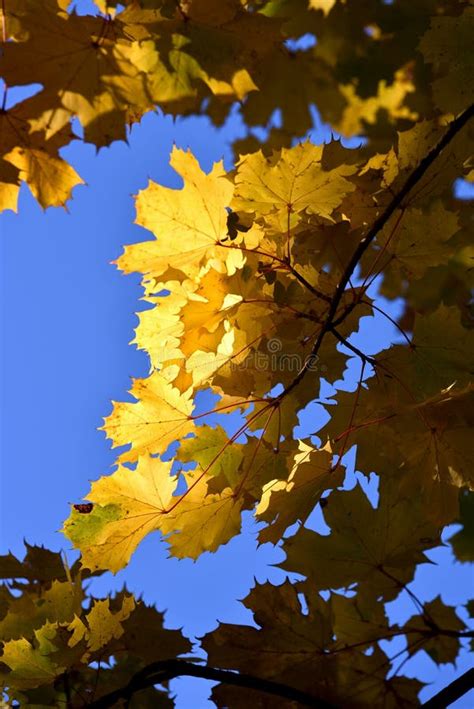 Autumn Leaves Stock Photo Image Of Color Environment 79291638