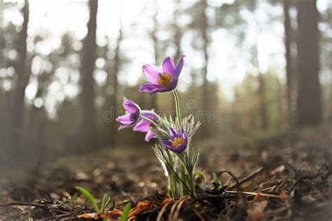 Tender First Spring March Flowers Lilac Blue Pasque Flower Stock Image