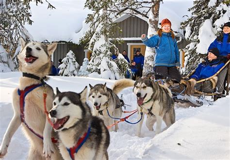 Visit To Husky Farm And 5 Km Ride Visit Lapland Ourlaplandfi