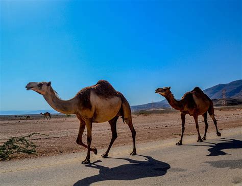 Camel shadows in the desert. Miles de camellos son sacrificados en Australia porque ...
