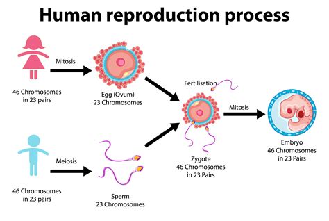 Reproduction Process Of Human Infographic 1432724 Vector Art At Vecteezy