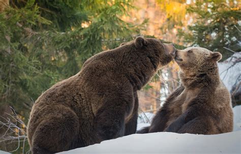 Wallpaper Winter Forest Snow Pose Kiss Ate Bear Bears Pair A