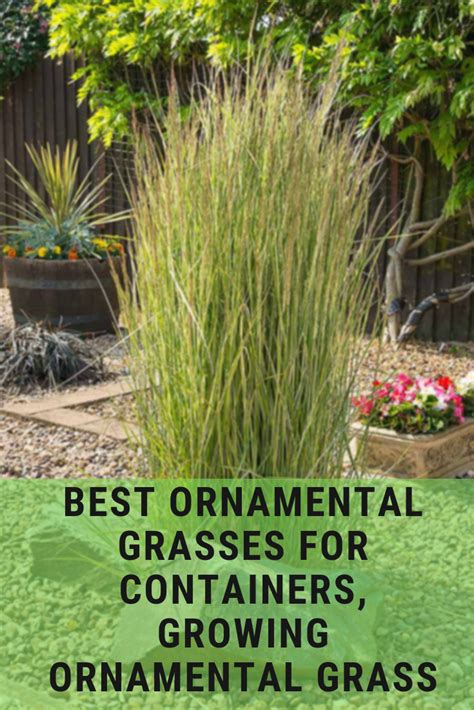 Best Ornamental Grasses For Containers Ornamental Grasses Grasses Garden
