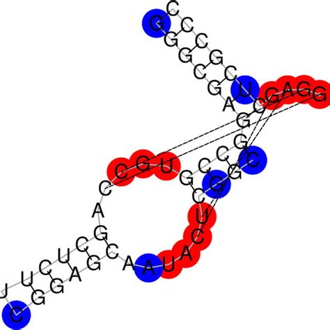 The Predicted Functional Sites Of The Diels Alder Ribozyme In A Download Scientific Diagram