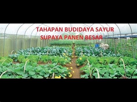 Tahapan Budidaya Tanaman Sayur Supaya Panen Besar YouTube