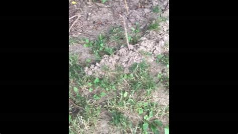 Pro life, god, gun yard sign. How to get rid of moles in your yard - YouTube