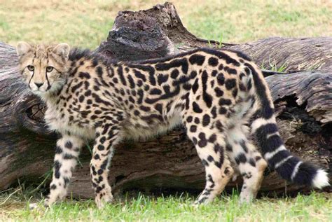 King Cheetah Vs Cheetah Size Weight Ecological Comparison