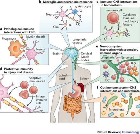 The Central Nervous System Privileged By Immune Connections Aini