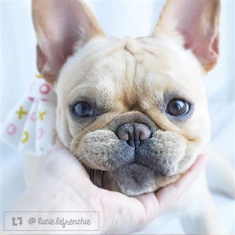 Our goal is to make the best rescue match taking into consideration the rescue bulldogs background and your family's needs. Lucie the French Bulldog from Edgewater NJ | French ...