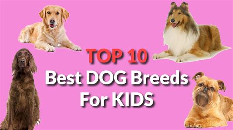 Top 10 Best Dog Breeds For Kids Youtube