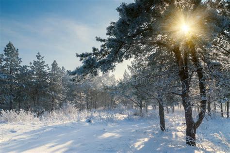 Beautiful Winter Morning Stock Image Image Of Snowy